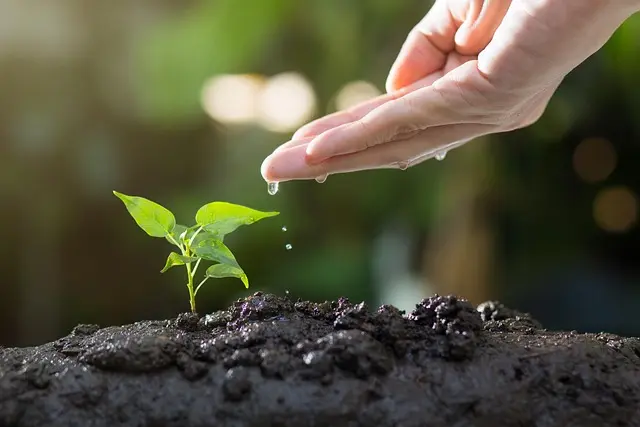 Best Gardening Tools: Your Ultimate Buying Guide