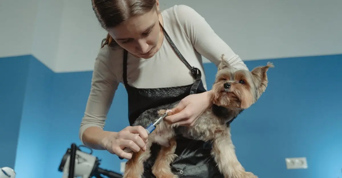 Essential Pet Care Essentials: Your Complete Buying Guide